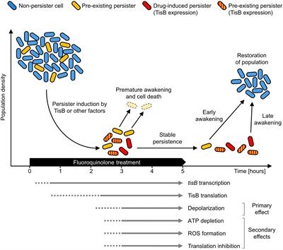 A Shift in Perspective: A Role for the Type I Toxin TisB as Persistence-Stabilizing Factor